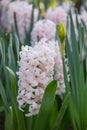 Common Hyacinth Hyacinthus China Pink, soft porcelain pink flowers